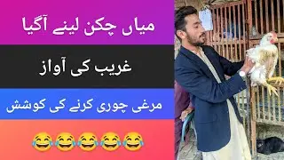 Mian Chicken leny Agya | chicken prices in Pakistan |Funny video| |kaka reporter official|