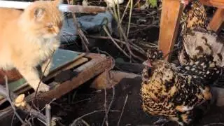 Куры атакуют 4 Cat named Pooh and Pavlovian chickens funny