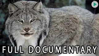 WILD AMERICA: NORTH WOODS LYNX 🌍 Full Exclusive Documentary Premiere 🌍 English HD 2025