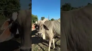 Dry Season Farm Upgrades: Solar Pumps & Napier Grass | TAHY COW FARM