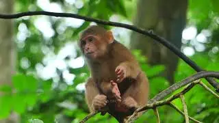 Breaking news morning: New abandoned monkey Stump-tailed macaque,  comes back after missing 3 days💕🐒