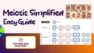 Easy Steps to Master MEIOSIS