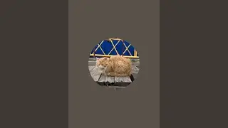 Шерстяные Бродяги в прямом эфире!