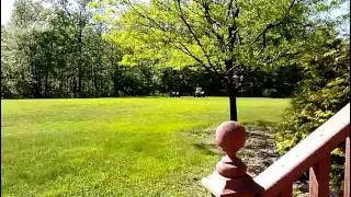 Renegade vs trx310r