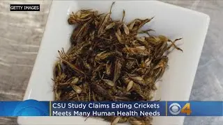 CSU Researchers Say Eating Crickets May Improve Your Health