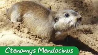 Ctenomys Mendocinus | Diario Pets