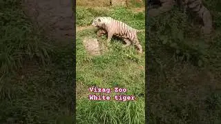 vizag zoo white tiger