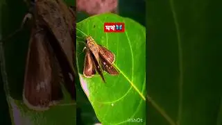🦋 What happens when a moth enters a house. moths #shorts #insects #moths