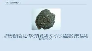 プロミクロセラス