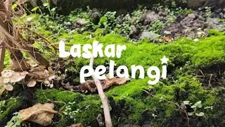 Laskar Pelangi 