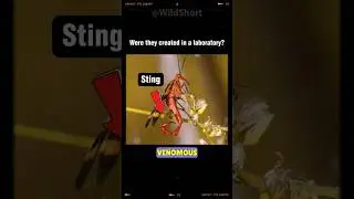 The SCORPIONFLY Exists And You Won't Believe What Its Sting Is For! #scorpion #fly