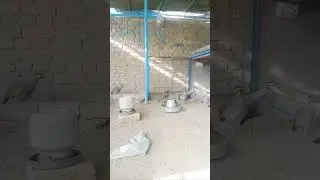 Maskati Chakoor Breeding Setup #shorts #shortvideo #short