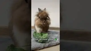 I AM YOUR BUNNY🐰 #bunnies #buns #cute