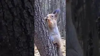 Sciurus vulgaris orientis(subspecies of tree squirrel common throughout Eurasia#MostDifferentAnimals