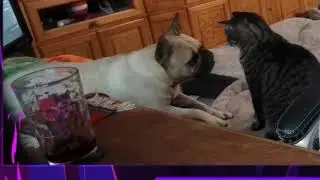 My Face! #drifterthorn #frenchbulldog #zona