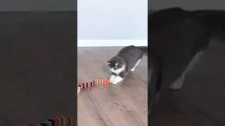 CAT and DOMINO😂#shorts #cat #cats