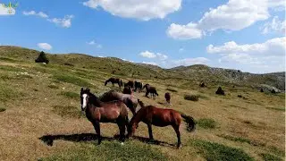 WILD HORSES - DIVLJI KONJI NA BJELAŠNICI