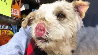Deformed Nose Pig-Like, Abandoned By Owner, Shooed Away - This Puppy Still Longed For Affection&hellip;