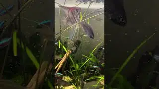 How often should you feed your fish? #fishkeepinghobby #fishaquarium #fish