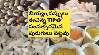 How to Store Pulses and Grains in Telugu/How to Protect pulses from Insects/Easy Tip to Store Pulses