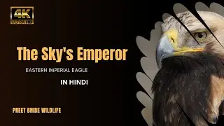The Sky's Emperor | Imperial Eagle | Wildlife Photography In India | Short Video On Birds-9
