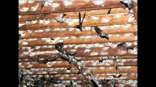 Suara Walet | Suara Inap Koloni HQ Audio - Walet Super