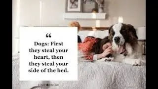 Why Dogs Like To Sleep on Your Bed