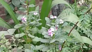 My Daily Routine Garden Work |باغیچہ میں روزآنہ کے کام @khoobsuratnature6227 