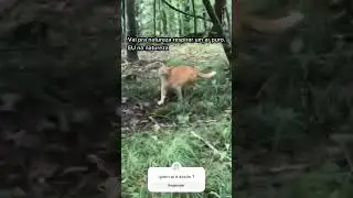 s&oacute; o espirro sksk#anime #mundo#natureza#animais#musicremix