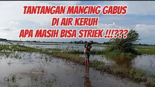 TANTANGAN !!!! Mancing gabus kocolan di sport sawah air keruh#mancinggabus #fishing #angler #kocolan