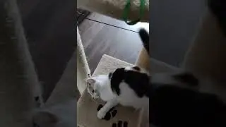 How does Sissy get into the box | Crazy Cat