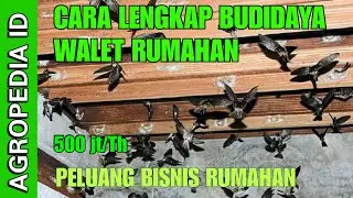 Cara Budidaya Walet Rumahan Omset Ratusan Juta || Peluang Bisnis Ternak Burung Walet