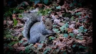 Squirrels are Awesome!!! A Short Squirrel Film