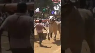 Daanta🦁2021 Mahanandi race @KasanneniRajaOfficial  Bull's.#subscribe #ongolebulls