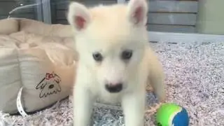 Mini Husky (Huskimo) puppies for sale, Empire Puppies