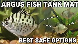 Argus fish tank mates | Scat fish tank mates | Scat fish | Argus fish.