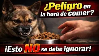 Agresividad por comida en perros: c&oacute;mo recuperar el control sin riesgo