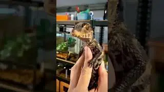 Small To Giant Animal Traisnformission...!!  #6