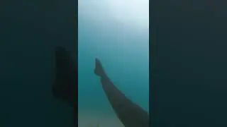 Shark Swims Past Underwater Camera #ocean #wildlife #shark
