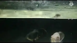 how to care Oscar fish in  winter season. Oscar fish behaviour