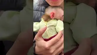 The baby monkey was very happy to be picked up by its mother.😘