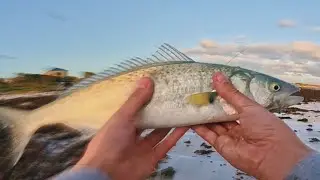  Prime Winter fishing! (Salmon and Black Bream)