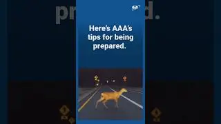 🦌 Deer collisions are on the rise