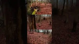 dji Neo Walk In The Woods