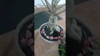 COMO PLANTAR ROSAS DO DESERTO DO JEITO CERTO