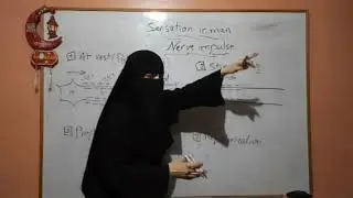 Nerve impulse.. Biology 2nd sec. أحياء لغات الصف الثاني الثانوي