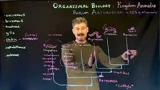 Arthropod Groups and Relationships