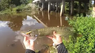 Big pickerel smashes ultralight gear (jackfish, hookup baits)