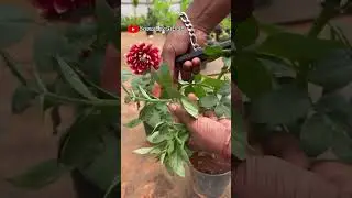 டாலியா செடி உற்பத்தி 💚🤭🪴🤭🌱🪴🪴