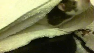 My Rat Does Not Want To Fish For Peas